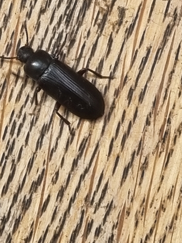 Mealworm beetle