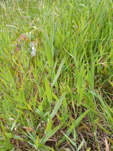 Creeping soft grass (Holcus mollis)