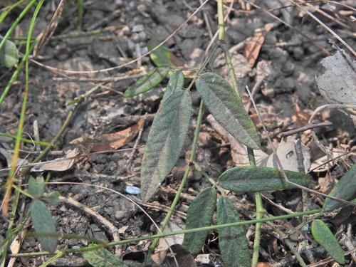Image of Desmodium varians by (c) Scott W. Gavins, some rights reserved (CC BY)