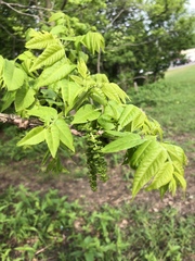 Juglans nigra
