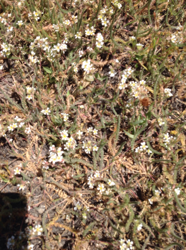 iNaturalist observation photo of Insects