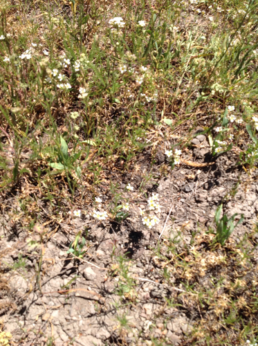 iNaturalist observation photo of Insects