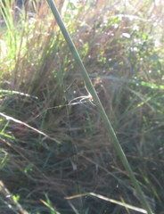 Leucauge kibonotensis