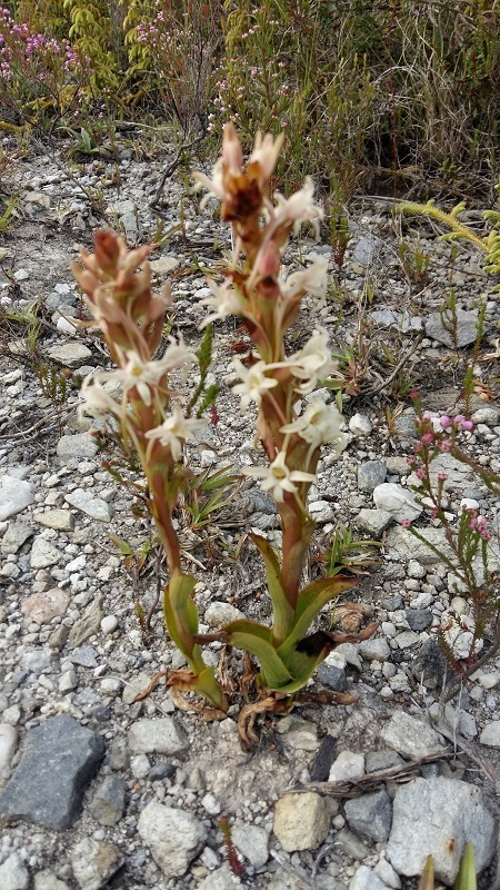 Satyrium stenopetalum