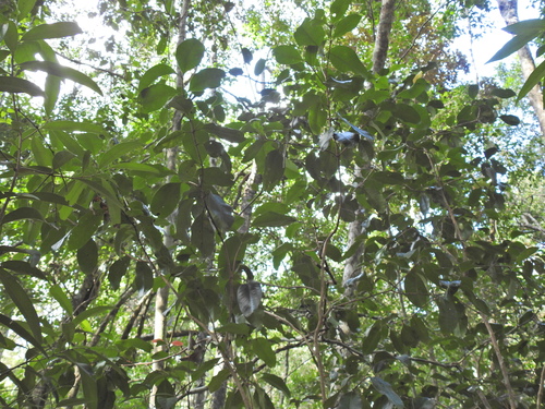 Image of Xanthostemon oppositifolius by (c) Scott W. Gavins, some rights reserved (CC BY)