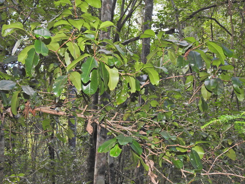 Image of Xanthostemon oppositifolius by (c) Scott W. Gavins, some rights reserved (CC BY)