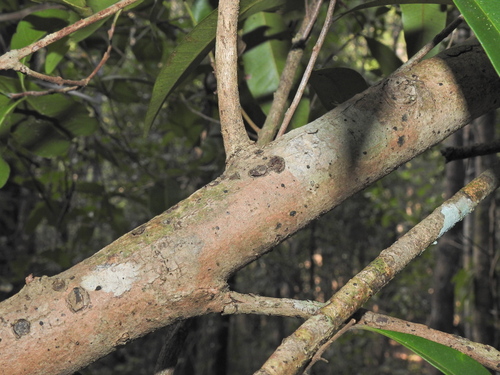 Image of Xanthostemon oppositifolius by (c) Scott W. Gavins, some rights reserved (CC BY)