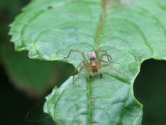 Araneae