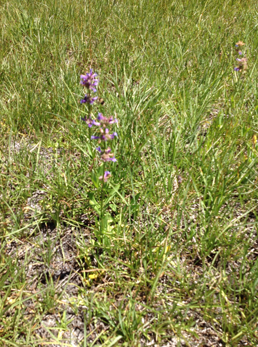 iNaturalist observation photo of Bumble Bees