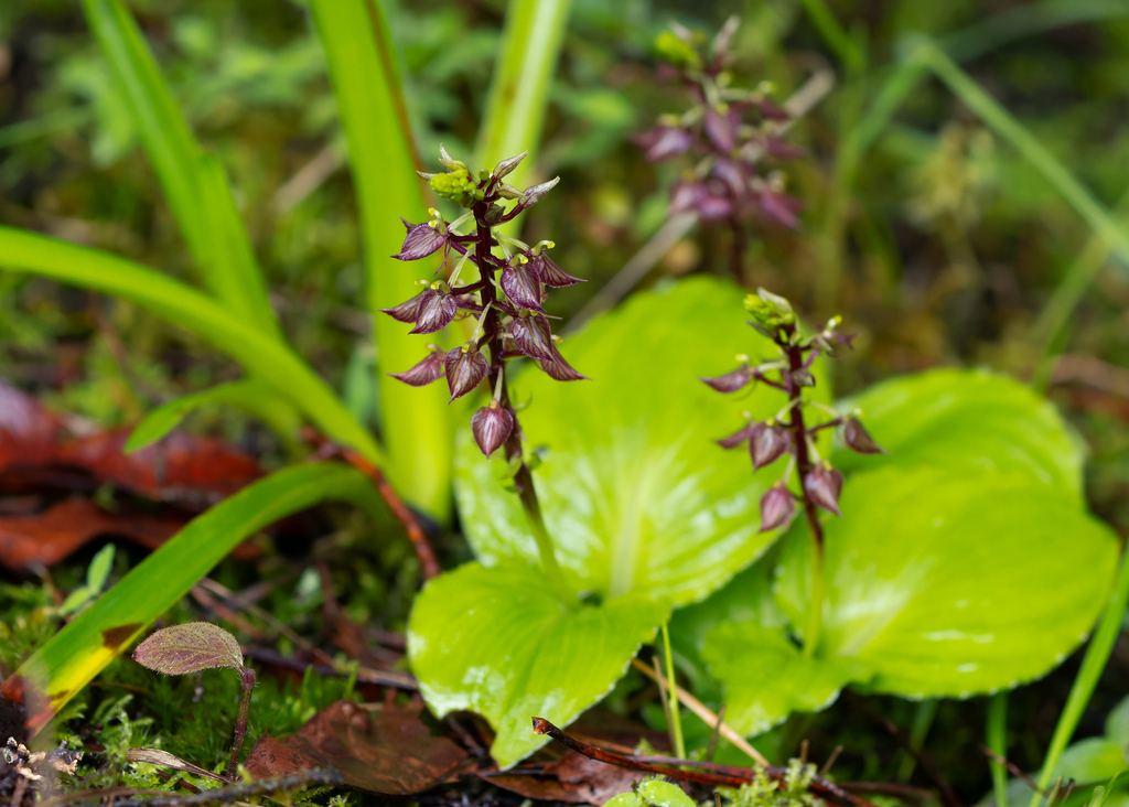 Liparis petiolata (Liparis petiolata)