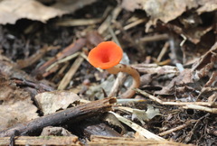 Microstoma protractum