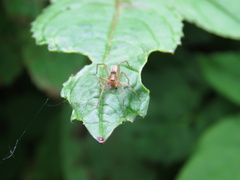 Araneae