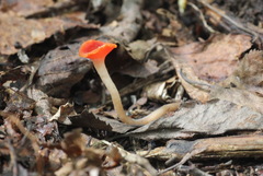 Microstoma protractum