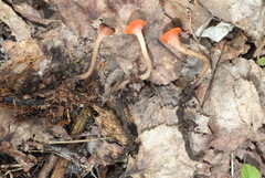 Microstoma protractum