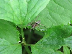 Araneae