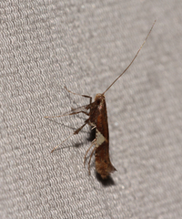 Caloptilia stigmatella