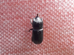 Sinodendron cylindricum