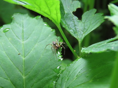 Araneae