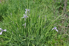 Iris tenax