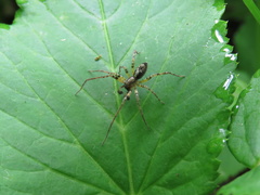 Araneae