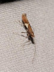 Caloptilia stigmatella