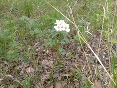 Anemonastrum crinitum
