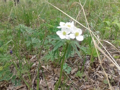 Anemonastrum crinitum