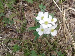 Anemonastrum crinitum