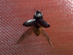 Sinodendron cylindricum