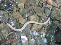 Annelida