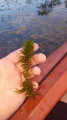 Hydrocharitaceae