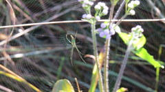 Leucauge kibonotensis