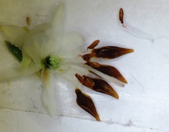 Erica cumuliflora