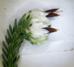 Erica cumuliflora