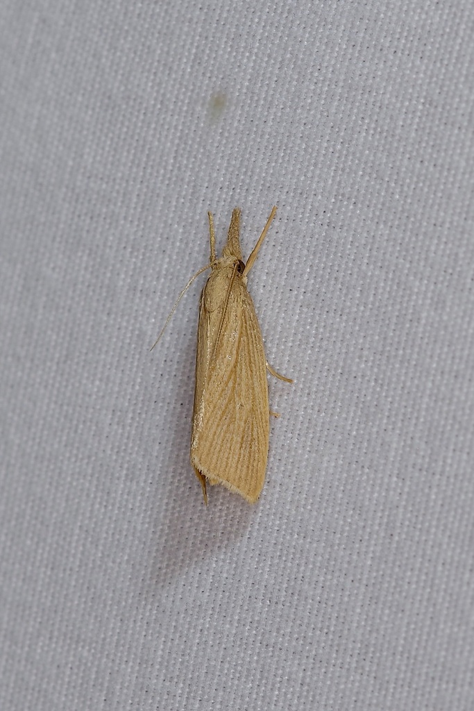 Black-dot Diatraea