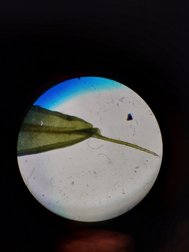 Image of Pseudocrossidium crinitum by (c) Nina Kerr, some rights reserved (CC BY)
