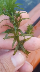 Hydrocharitaceae