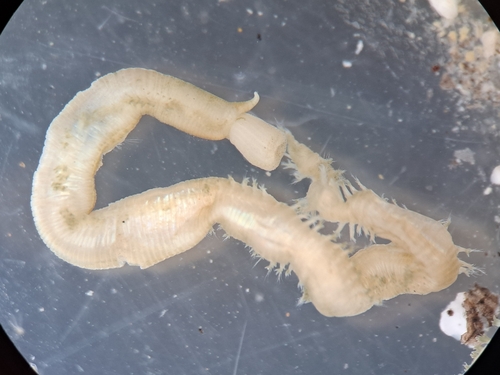 Glycera unicornis