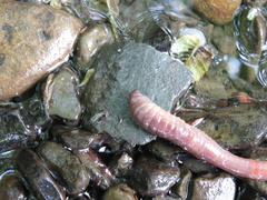 Annelida