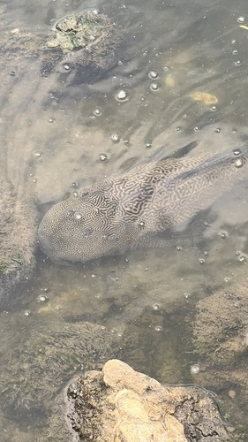 Sailfin Catfishes — seen at this dive site
