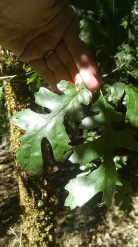 iNaturalist observation photo of Dumosae
