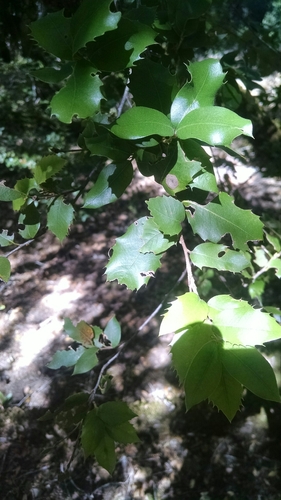 iNaturalist observation photo of canyon live oak