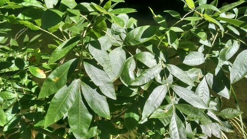 iNaturalist observation photo of Oregon Ash