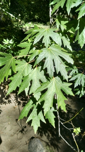 iNaturalist observation photo of bigleaf maple