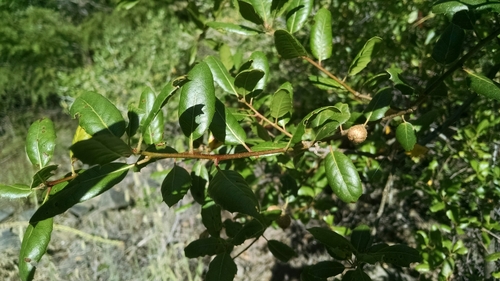 iNaturalist observation photo of interior live oak
