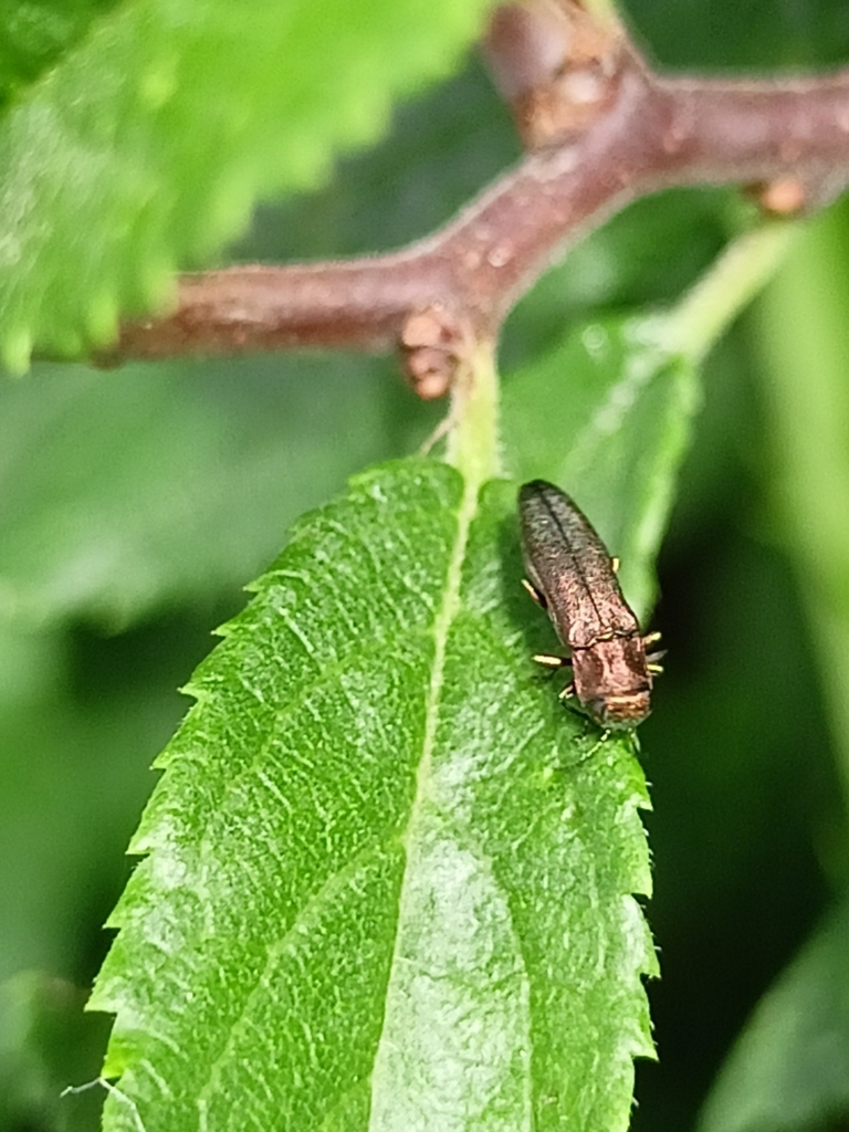 Agrilus roscidus