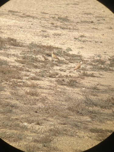 Cream-coloured Courser, Aeropuerto de Melilla, Melilla, ML, ES, photo 7 of 10