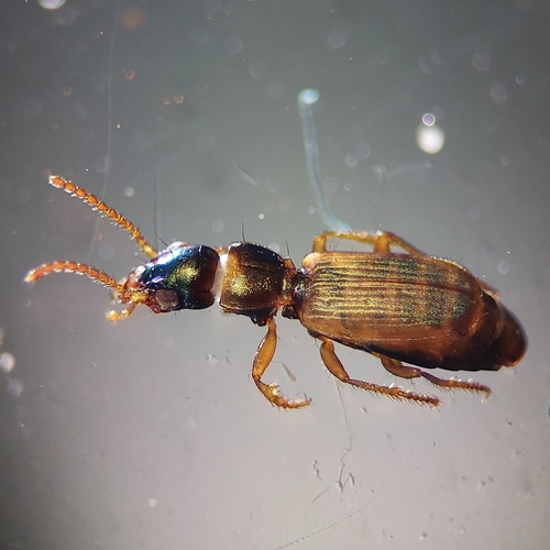 Bembidion laterale