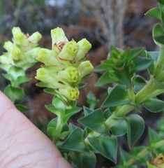 Penaea cneorum ruscifolia