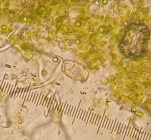 Golovinomyces artemisiae